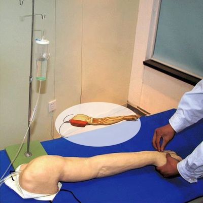 Formation complète à la vénénecture: modèle de taille du bras humain pour les injections IV et IM
