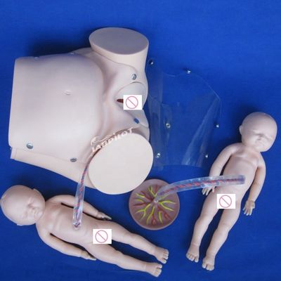 Taille de vie humaine Poupée enceinte Bébé Simulateur d'accouchement pour les sciences médicales Modèle