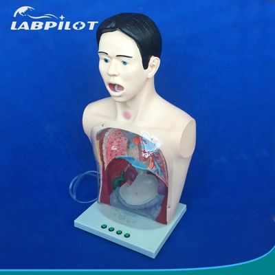 Modèle de lavage gastrique transparent Simulateur de tube d'alimentation nasal pour la formation infirmière