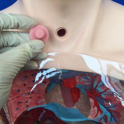 Modèle de lavage gastrique transparent Simulateur de tube d'alimentation nasal pour la formation infirmière