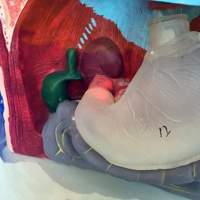 Modèle de lavage gastrique transparent Simulateur de tube d'alimentation nasal pour la formation infirmière