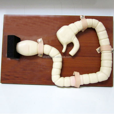Manikine pour l'examen du sigmoïdoscope Formation au simulateur de modèle d'intestin avancé