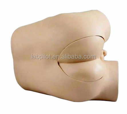 Modèle de formation aux compétences en examen du rectum avec construction et composants avancés en PVC
