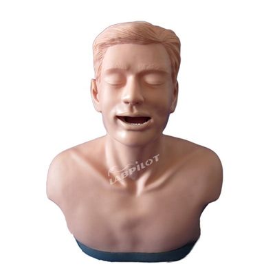 Modèle de formation à l'examen de la thyroïde pour l'enseignement anatomique et la démonstration de la fonction