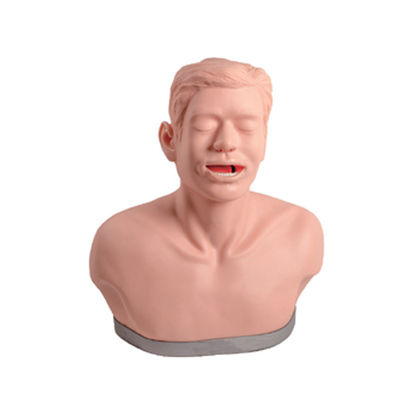 Modèle de formation à l'examen de la thyroïde pour l'enseignement anatomique et la démonstration de la fonction
