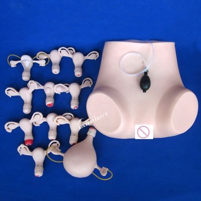 Contraception Examen pelvien de l'utérus Formation au mannequin Médical gynécologie Modèle de soins