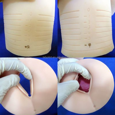 Manivelle obstétricale révolutionnaire avec démonstration de dilatation et d'effacement cervical
