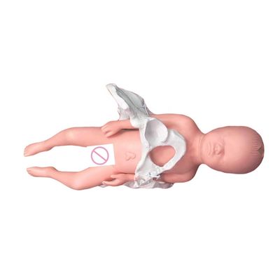 Enseignement médical Manikine Modèle Sujet Science médicale avec le cordon ombilical et le placenta