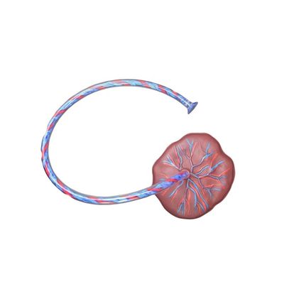Enseignement médical Manikine Modèle Sujet Science médicale avec le cordon ombilical et le placenta