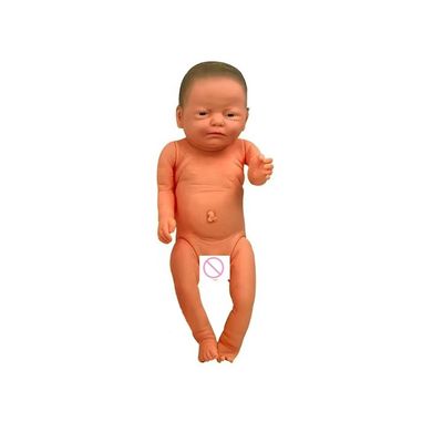 Modèle de formation de l'école d'infirmière économique avec articulations flexibles et caractéristiques réalistes
