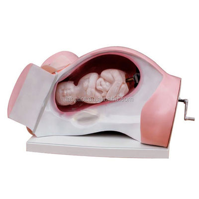 Modèle d'accouchement et simulateur de sage-femme pour la démonstration des soins aux patients