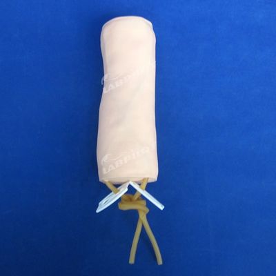 Science médicale Modèle de pratique de la vénénecture et de la transfusion sanguine avec modèle de coude IV