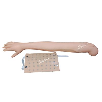 Enseignement clinique sur le simulateur de bras complet pour l'injection intradermique et la pratique de la vénénecture