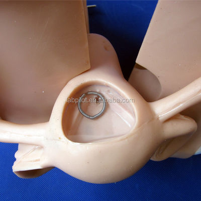 Planification familiale Conseils contraceptifs Modèle Taille de la vie humaine Placement et retrait du DIU