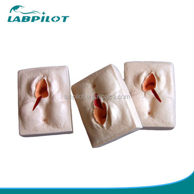 Compétences gynécologiques Enseignement 3-Sets Simulateur de suture du périnée et modèle de suture de plaie d'épisiotomie