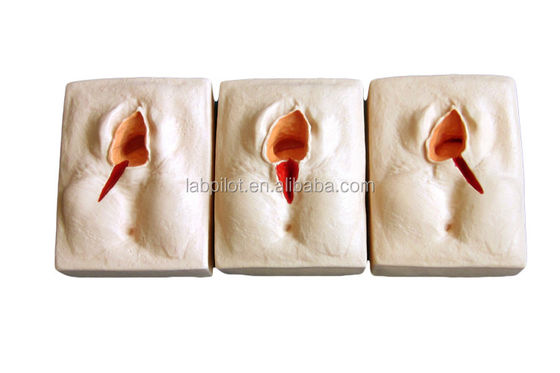 Compétences gynécologiques Enseignement 3-Sets Simulateur de suture du périnée et modèle de suture de plaie d'épisiotomie