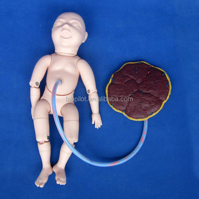 Simulateur de soins de la femme enceinte pour la formation en obstétrique