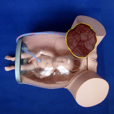 Simulateur de soins de la femme enceinte pour la formation en obstétrique