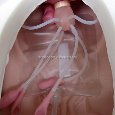 Science médicale Diverses compétences en soins infirmiers gynécologiques Formation mannequin Examen pelvien et vaginal Modèle
