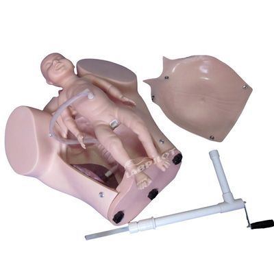 Manœuvres Léopold Maternité Obstétrique Naissance Mannequin Taille de vie humaine