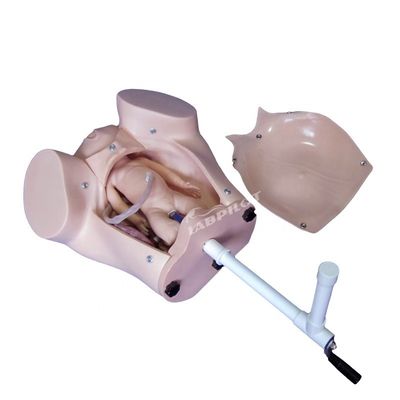 Manœuvres Léopold Maternité Obstétrique Naissance Mannequin Taille de vie humaine