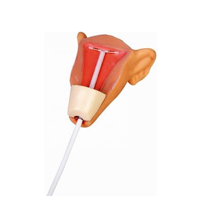 Simulateur de contraception Planification familiale et modèle de formation du DIU pour l'insertion de l'utérus