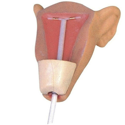Simulateur de contraception Planification familiale et modèle de formation du DIU pour l'insertion de l'utérus