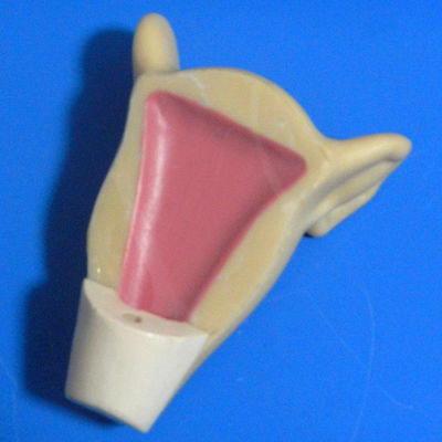 Simulateur de contraception Planification familiale et modèle de formation du DIU pour l'insertion de l'utérus