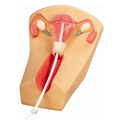 L'appareil de contraception en PVC est l'outil d'enseignement idéal pour la planification familiale