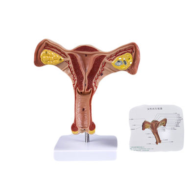 Les organes génitaux internes et externes féminins Modèle de la science médicale pour la taille de la vie humaine