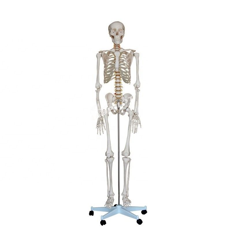 Modèle anatomique humain de 180 cm de hauteur, idéal pour l'enseignement et l'éducation en médecine