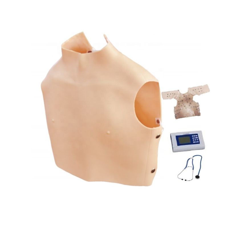 Taille de la vie humaine Outil de science médicale Modèle d'auscultation cardiopulmonaire pour l'enseignement