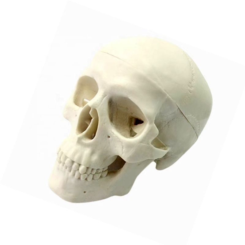 Outil d'enseignement de l'anatomie humaine de taille naturelle