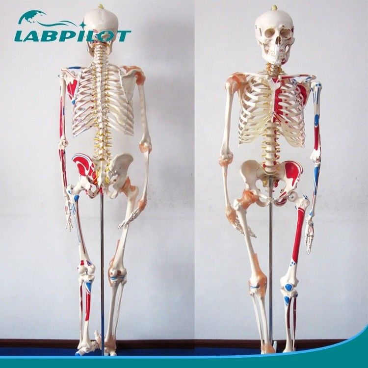 Modèle éducatif en sciences médicales Esquelette de couleur de 180 cm avec des muscles et des ligaments