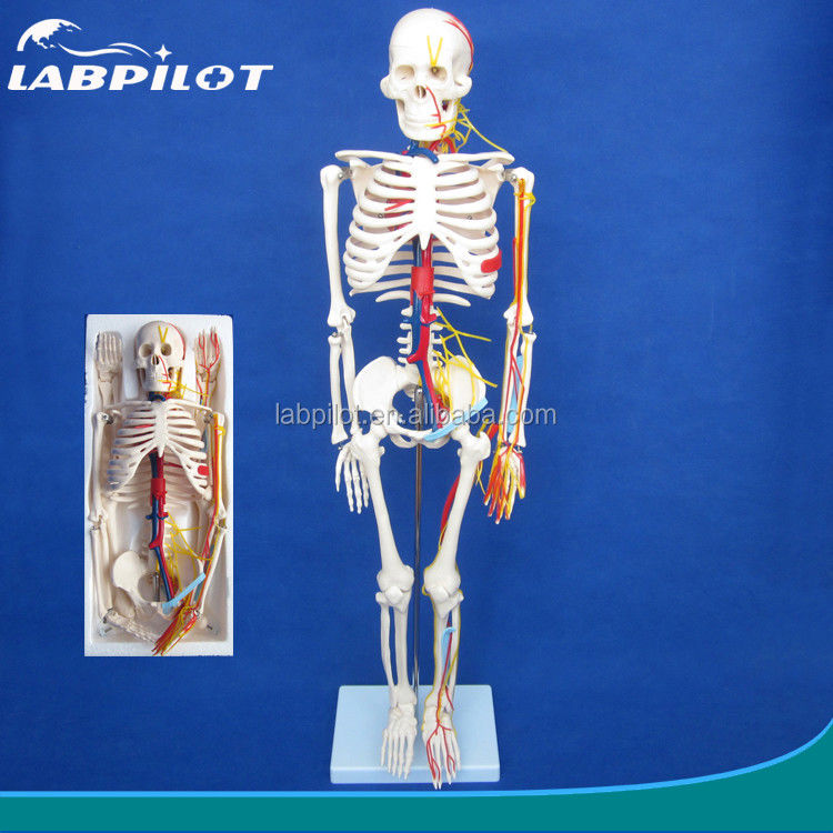 Science médicale Modèle avancé de squelette humain en PVC avec des nerfs et des vaisseaux sanguins