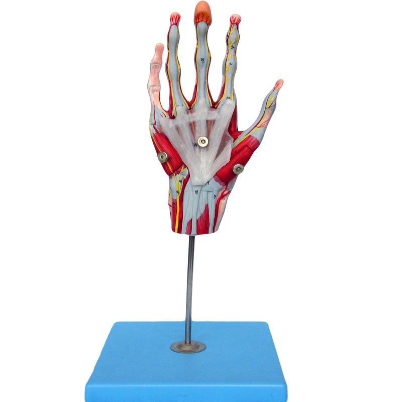 Muscles de la main Vaisseaux et nerfs Modèle anatomique de la main pour afficher l'anatomie de la main