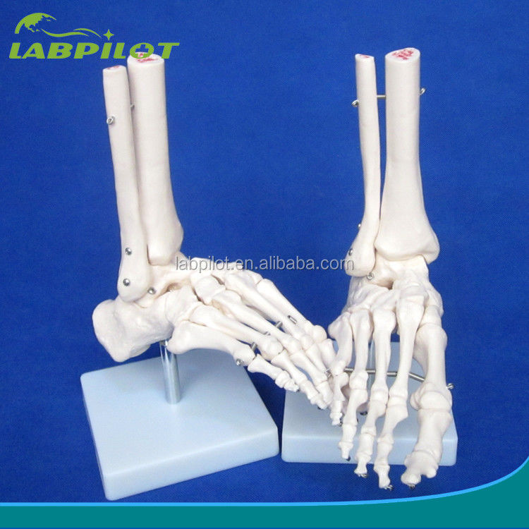 Modèles anatomiques humains Modèle d'articulation du pied de taille réelle avec ligaments et os du squelette