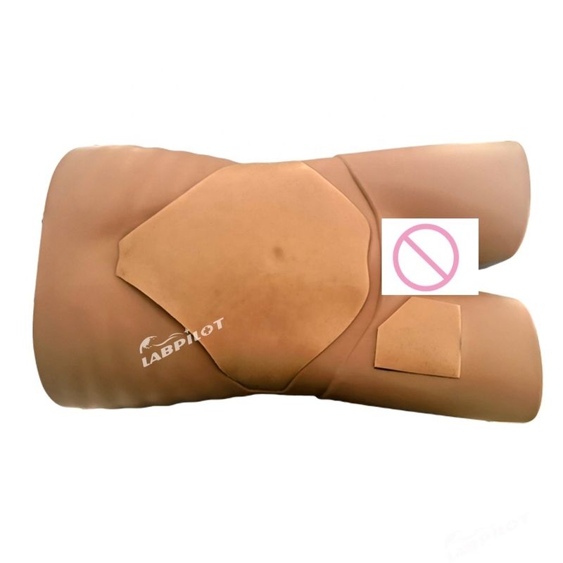 Simulateur d'examen par ultrasons d'organes humains pour modèle de formation médicale avancée en PVC