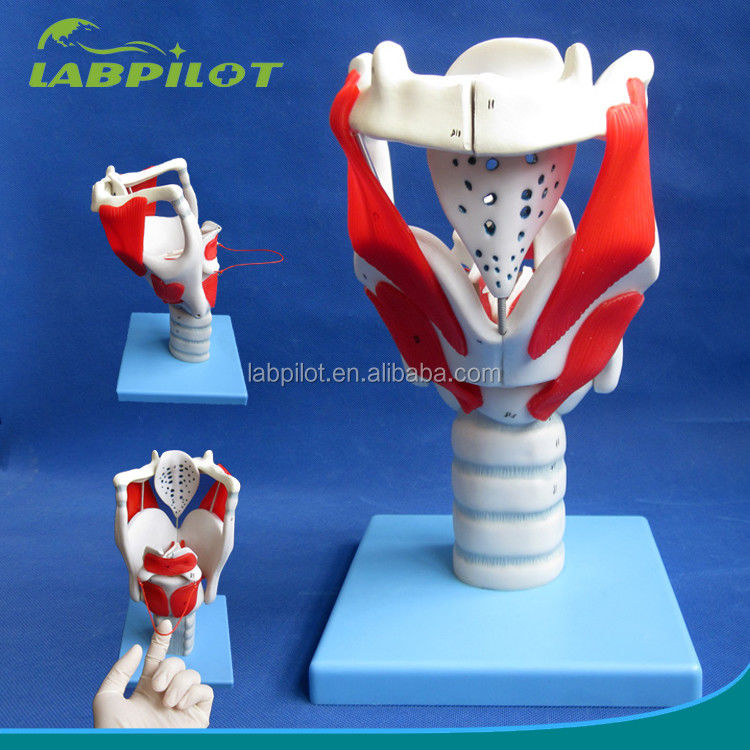 Taille de vie humaine Modèle avancé de structure et de fonctionnement du larynx pour démonstration médicale