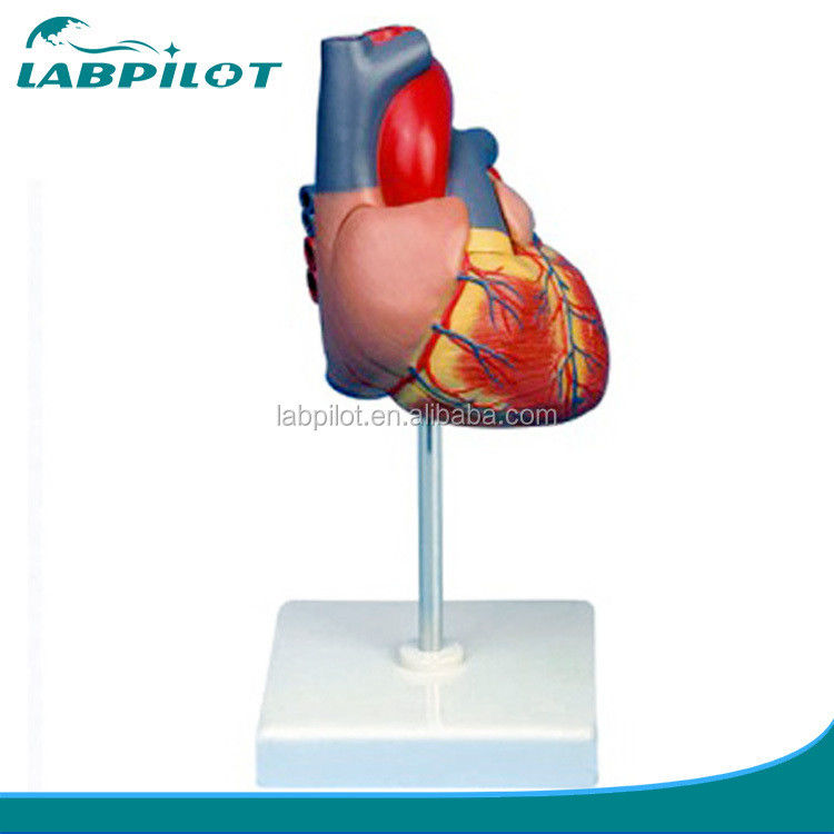 Modèle 3D de cœur adulte de taille humaine pour l'éducation en anatomie et en physiologie
