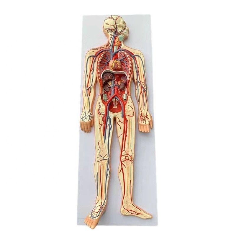 Modèle de démonstration de la circulation sanguine humaine