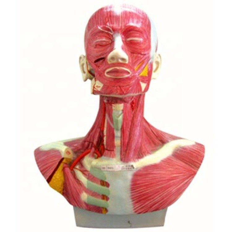 Taille de vie humaine Tête Visage Cou Anatomie et modèle de distribution de l'artère carotide externe