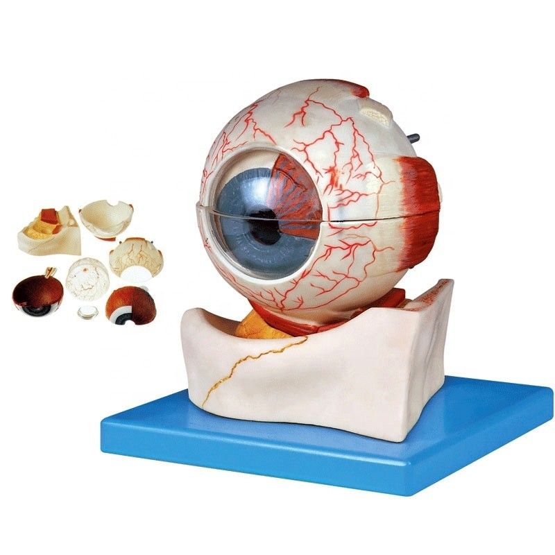 Modèle de globe oculaire anatomique en 7 parties pour les catégories ophtalmologiques