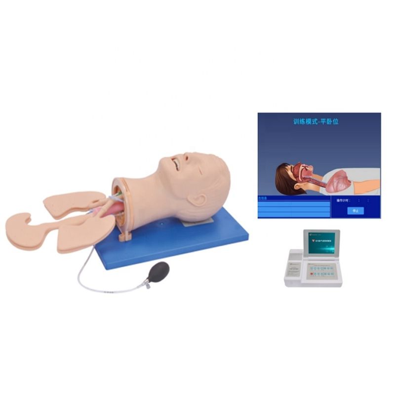 Modèle électronique de formation en gestion des voies respiratoires polyvalente pour les besoins de taille humaine