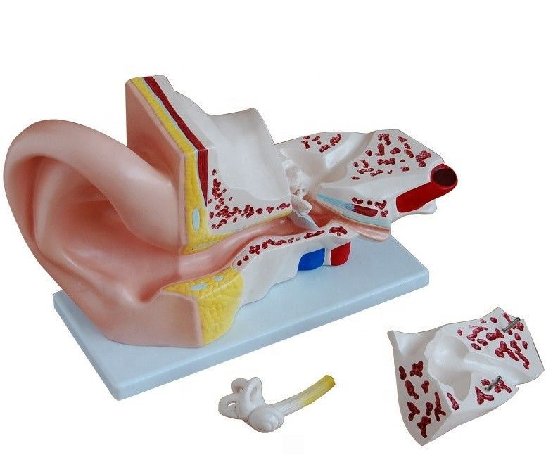Science médicale 4 pièces Modèle d'oreille anatomique géante pour l'enseignement de l'anatomie de l'oreille interne