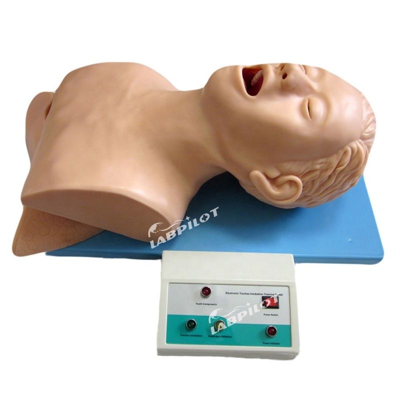 Entraînement à l'intubation endotrachéale mannequin Modèle de taille humaine pour airbag de réanimation