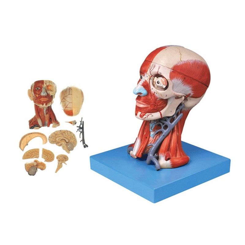 Démonstration d'anatomie pédagogique Modèle de tête humaine avec des muscles Nerfs Cerveau Taille de vie