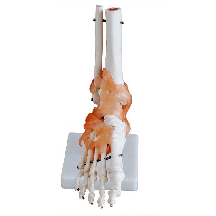 Structure anatomique en taille réelle du pied humain Modèle osseux de l'articulation médicale du pied pour démonstration