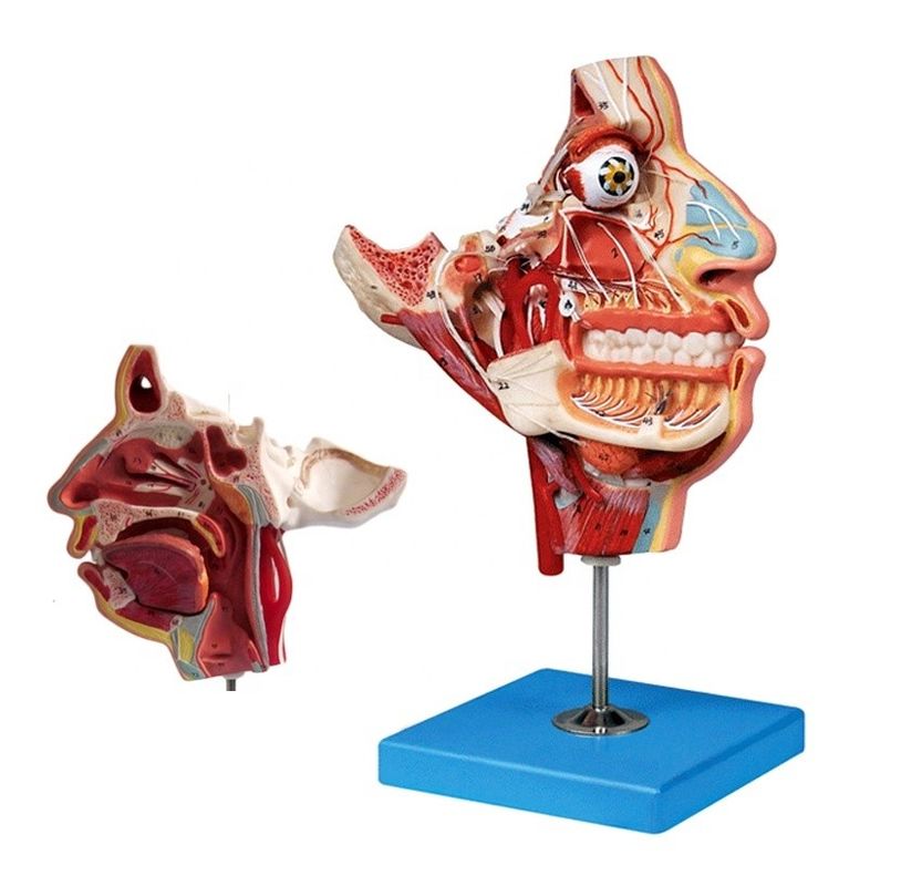 Modèle d'anatomie de la tête et du visage de la taille de la vie humaine pour la démonstration des soins aux patients