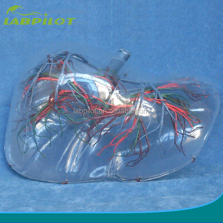 Modèle anatomique du foie humain Transparent Type Modèle 3D du foie pour l'éducation médicale